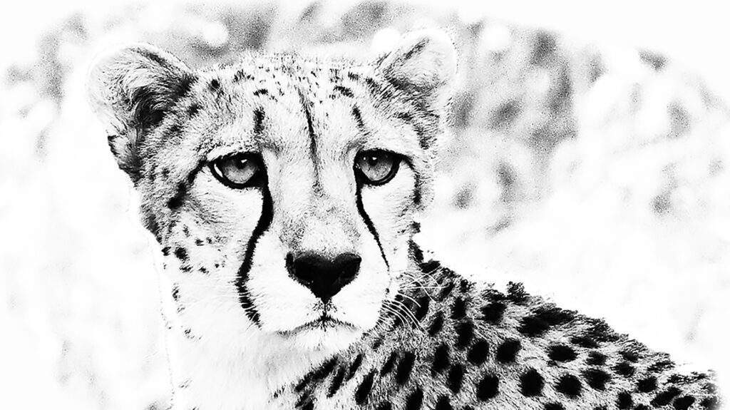3829 Cheetah